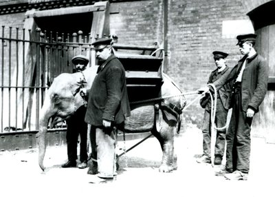Bekçiler Jack Milbourne, H Robertson ve Thomas genç bir Asya Filini eğitiyor, Londra Hayvanat Bahçesi, Mayıs 1922 (bw fotoğraf) by Frederick William Bond