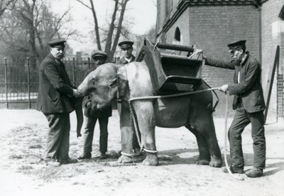 Bekçiler Jack Milbourne, H Robertson ve Thomas genç bir Asya Filini eğitiyor, Londra Hayvanat Bahçesi, Mayıs 1922 (bw fotoğraf) by Frederick William Bond