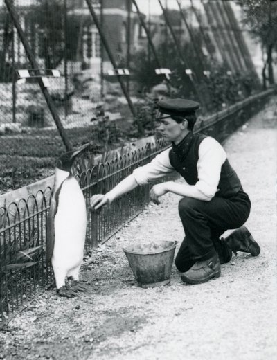 Kral Penguen, Londra Hayvanat Bahçesi