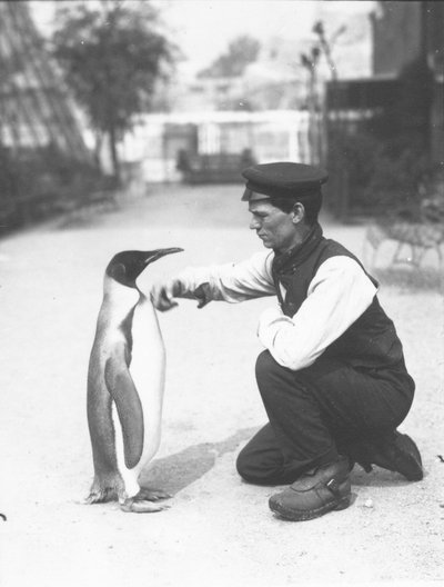 Kral Penguen, kaleci Harry Munro ile birlikte, 1914 by Frederick William Bond