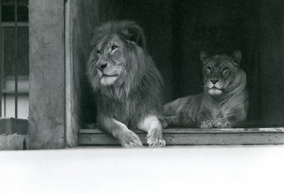 Aslan ve Dişi Aslan Kuja ve Caroline, ZSL Londra Hayvanat Bahçesi