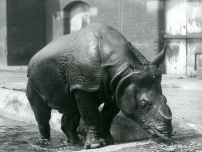 Erkek Hint Gergedan Felix 1928
