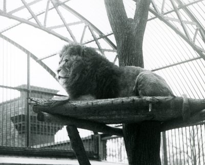 Erkek Aslan, 