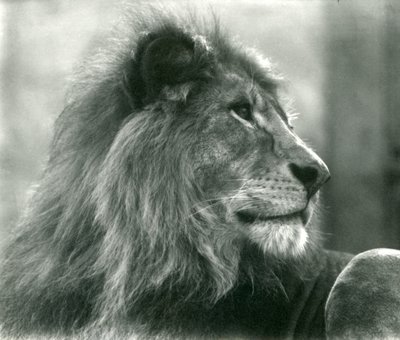 Erkek Aslan Kuja, Ocak 1925