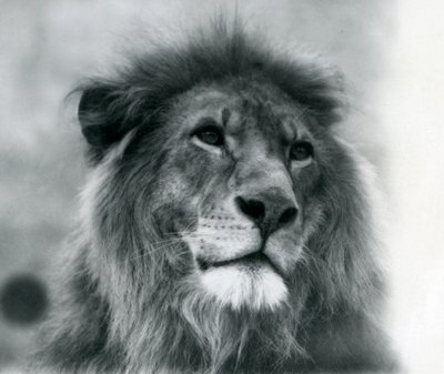 Erkek Aslan Kuja, Ocak 1925
