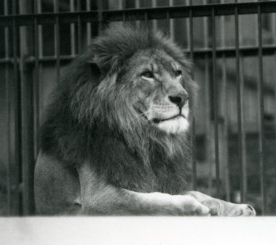 Erkek Aslan 