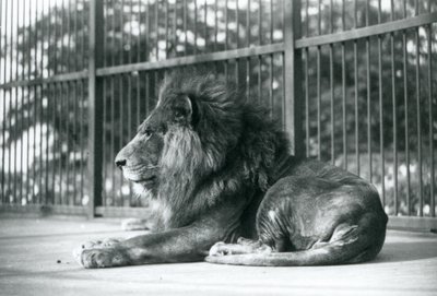 Erkek Aslan Toto, Eylül 1927