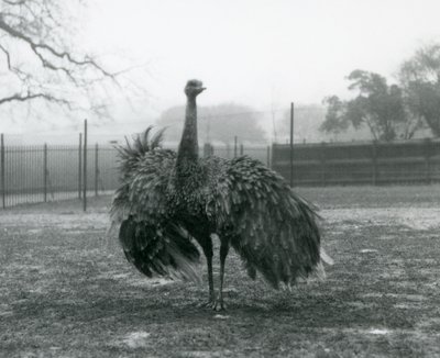 Greater Rhea, Londra Hayvanat Bahçesi tarafından erkek çağrı ekranı by Frederick William Bond
