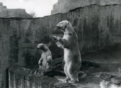 Kutup Ayıları 'Sam' ve 'Barbara' arka ayakları üzerinde durmuş Londra Hayvanat Bahçesi'ndeki muhafazalarından dışarı bakıyor, Mart 1921 by Frederick William Bond
