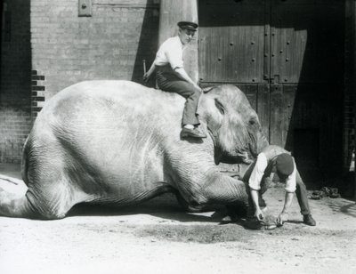 Sundermalah, bir başkası sırtında otururken bir bekçi tarafından bir dosya ile ön ayağını keserken, Londra Hayvanat Bahçesi, 1926 by Frederick William Bond