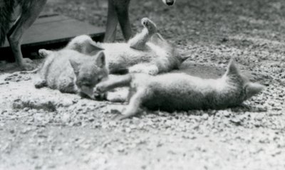 Londra Hayvanat Bahçesi, annelerinin ayaklarının dibinde yerde yuvarlanan üç Coyote yavrusu by Frederick William Bond