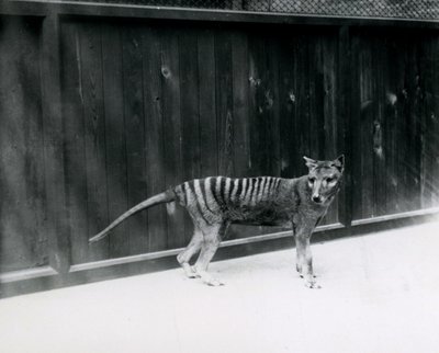 Thylacine Tasmanian Wolf, 1930'dan önce Londra Hayvanat Bahçesi'nde by Frederick William Bond