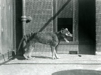 Thylacine/ Tasmanian Wolf, Ağustos 1926