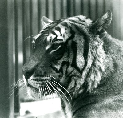 Tiger Sam, 1925