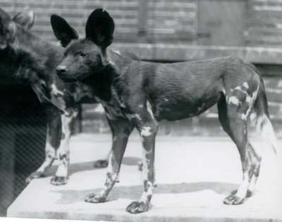 Londra Hayvanat Bahçesinde İki Somali Yaban Köpeği, Temmuz 1925 by Frederick William Bond
