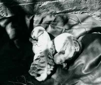 Londra Hayvanat Bahçesi'nde iki Çizgili Hyaena yavrusu, c.1914 by Frederick William Bond
