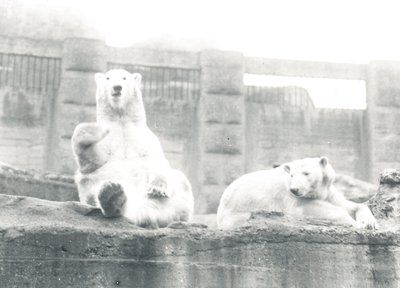 ZSL Londra Hayvanat Bahçesi'nde iki kutup ayısı, 1927 by Frederick William Bond