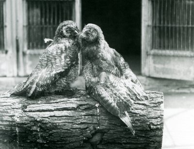 Lapland veya Lapp Baykuşu olarak da bilinen iki genç Büyük Gri Baykuş, bir kütüğün üzerinde birbirine bakan, Londra Hayvanat Bahçesi, Ağustos 1926 (s/b fotoğraf) by Frederick William Bond