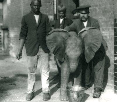 Genç Afrika Fili Kiberenge, bir kovadan içiyor, eğitmenler Darish ve Syed Ali ve 1923