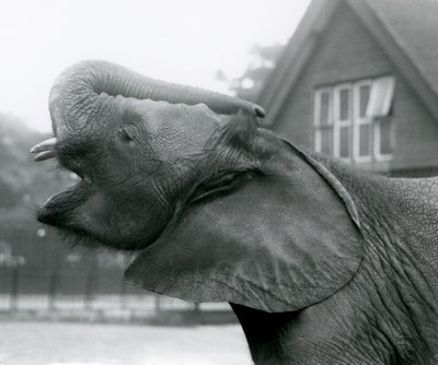 Genç Afrika Fili Kiberenge bagajını kaldırıyor ve çağırıyor, Londra Hayvanat Bahçesi, Ağustos 1925 by Frederick William Bond