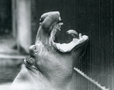 Londra Hayvanat Bahçesinde Genç Su Aygırı Bobbie, 1927 by Frederick William Bond
