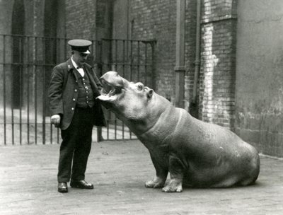 Kaleci Ernie Bowman için oturan genç Su aygırı Bobbie, Londra Hayvanat Bahçesi, Temmuz 1923 (bw fotoğraf) by Frederick William Bond