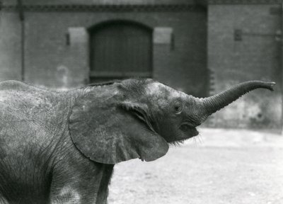 Genç dişi Afrika Pigme Fili Oojah, Londra Hayvanat Bahçesi
