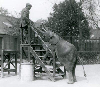 Genç dişi Afrika Pigme Fili Oojah, ön ayakları biniş basamaklarında, bagajıyla en üst basamakta olan antrenörüne uzanıyor, Londra Hayvanat Bahçesi, Haziran 1925 by Frederick William Bond