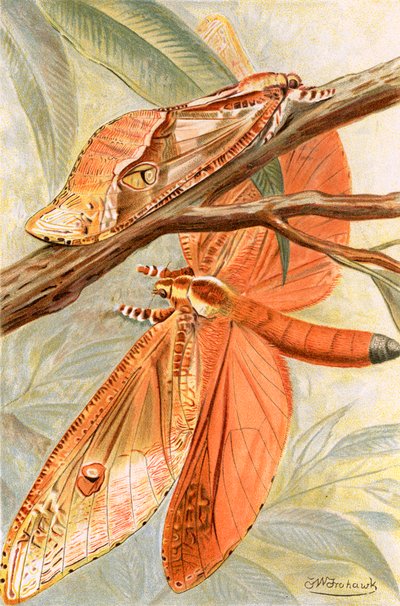 Dev hızlı güve by Frederick William Frohawk