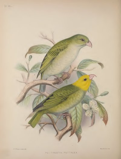 Psittirostra Psittacea, Scott B. Wilson tarafından yazılan 