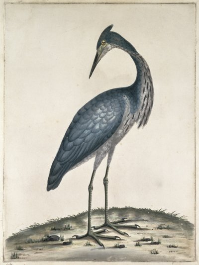 A Heron, 1789 (kağıt üzerinde wc ve mürekkep) by Frederick William Hayes