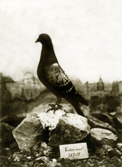 1914-1918 Birinci Dünya Savaşı sırasında hayvanlar: Ünlü Vaillant Vaillant güvercini by French Photographer