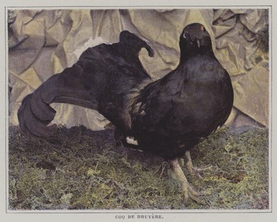 Kapari (renkli fotoğraf) by French Photographer