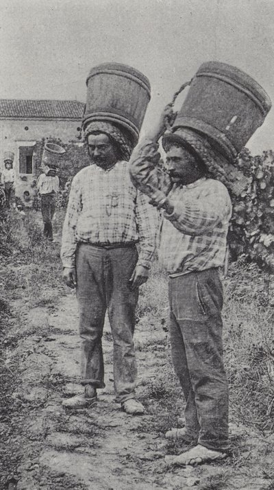 Üzüm toplayıcıları iş başında (s/b fotoğraf) by French Photographer