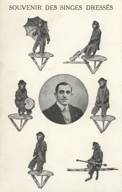 Kostümlü maymunlar by French Photographer
