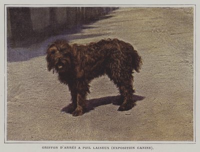 Yünlü Saçlı İşaret Griffon (renkli fotoğraf) by French Photographer