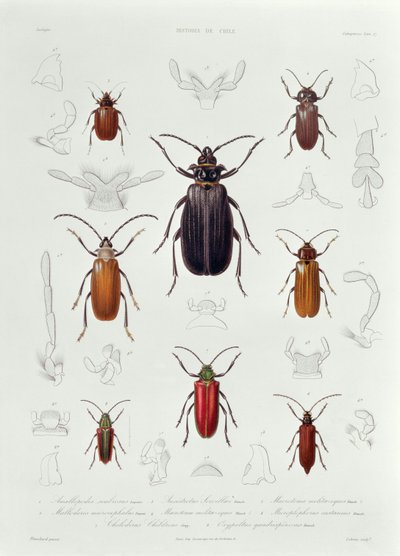 A Collection of Coleoptera found in Chile, illustration from 