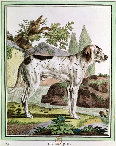 Bir İşaretçi, Georges Louis Leclerc (1707-88) Buffon Kontu, 1749-1804 tarafından Histoire Naturelle