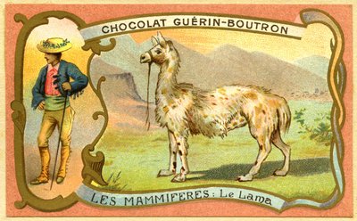 Çikolataların reklam kromolitografisi Guerin Boutron, THE MEMMALS, The lama by French School