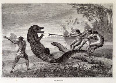 Timsah Avı, Brezilya, “Dünyayı Döndür”” 2. Hafta 1874. by French School