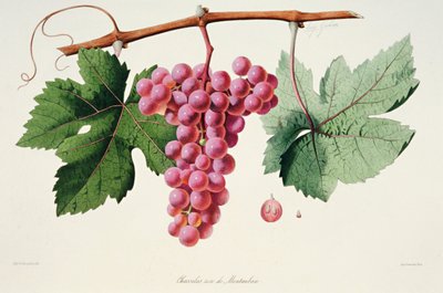 Ampelografi, Üzüm Chasselas Rose de Montauban Auvergne by French School