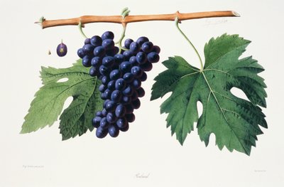 Ampelografi, Üzüm Poulsard Jura by French School