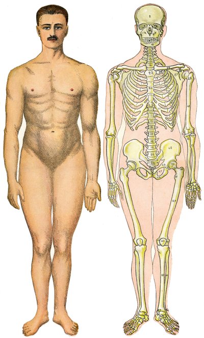 Yeni Pratik Tıp ve Hijyen Ansiklopedisi'nin anatomik katlanır sayfası, Dr. Rehm, Kitapçı Aristide Quillet 1922 - insan vücudu yüzü - iskeletinin yanında görünür cinsiyeti (sakız cinsiyeti) olmayan çıplak adam by French School