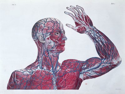 İnsan başının ve kolunun anatomisi, Francesco Antommarchi