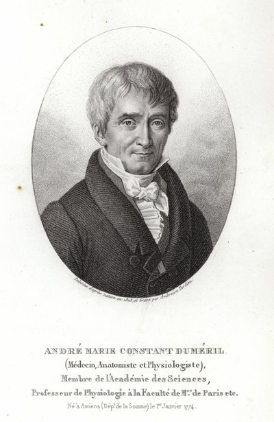 André Marie Constant Dumeril by French School