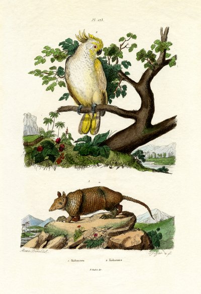 Armadillo, 1833-39 by French School