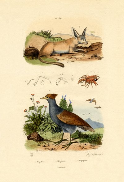 Yarasa Kulaklı Tilki, 1833-39 by French School