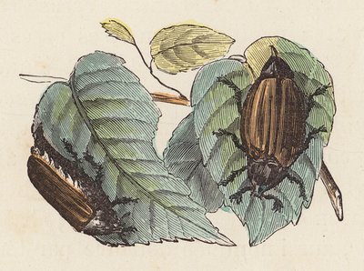 Yapraklardaki böcekler (renkli gravür) by French School