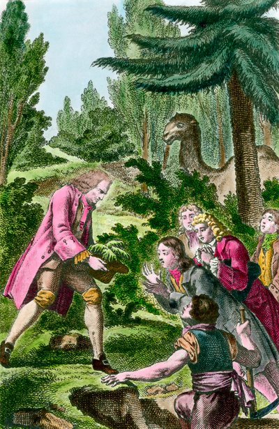 Bernard de Jussieu (1699-1777) 1734'te Paris'teki bitkilerin bahçesine Lübnan'dan sedir dikiyor. 18. yüzyıl gravürü. by French School
