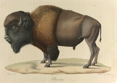 Bizon, 